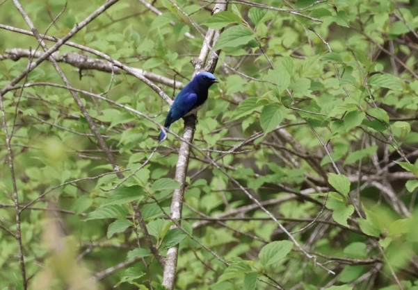 Blue-and-white Flycatcher - ML617706978