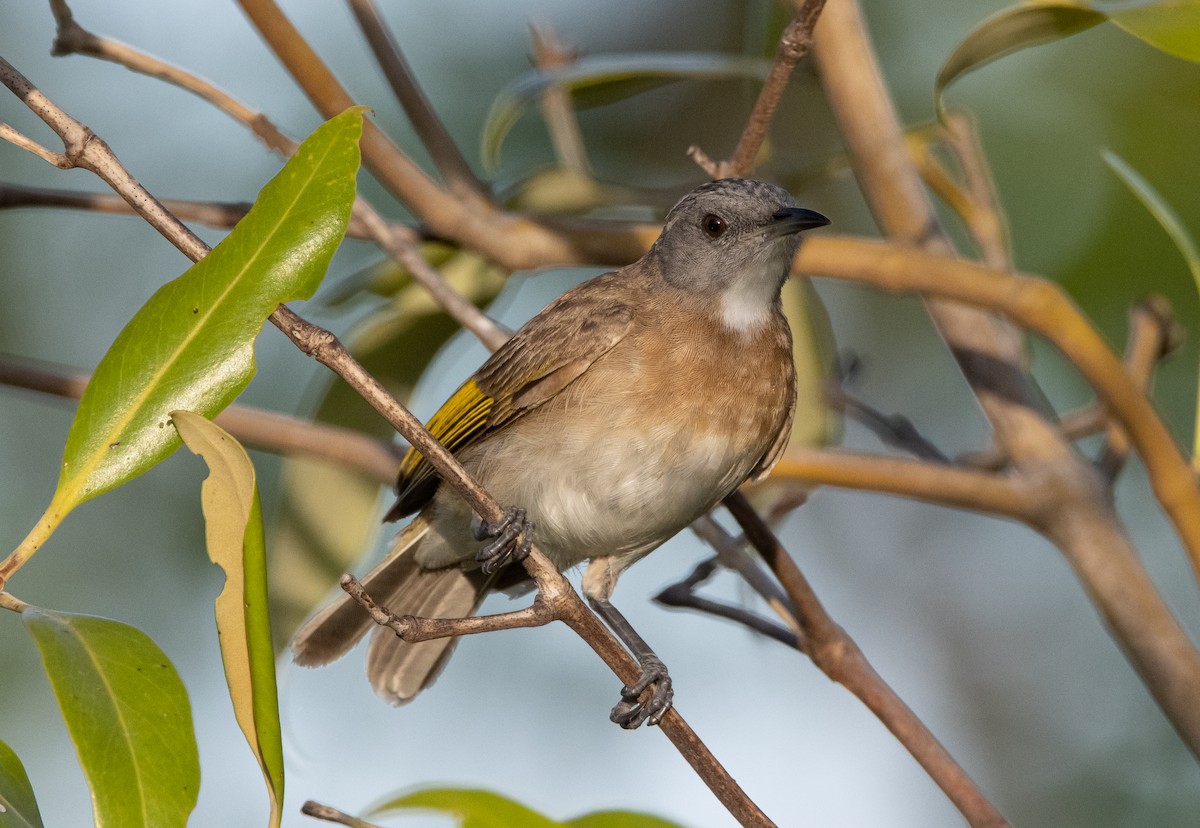 Rufous-banded Honeyeater - Mitch Rose