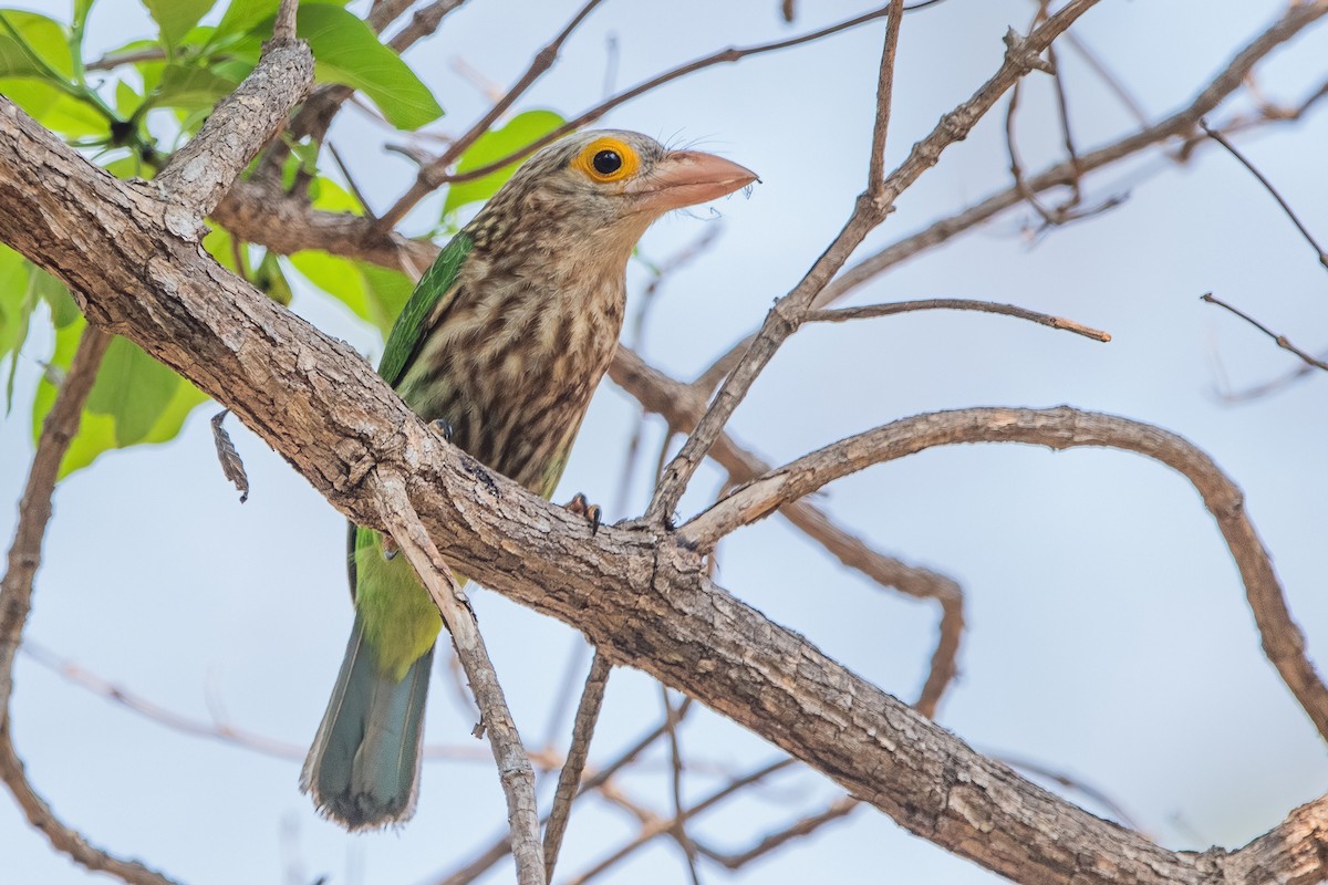 Lineated Barbet - ML617706988