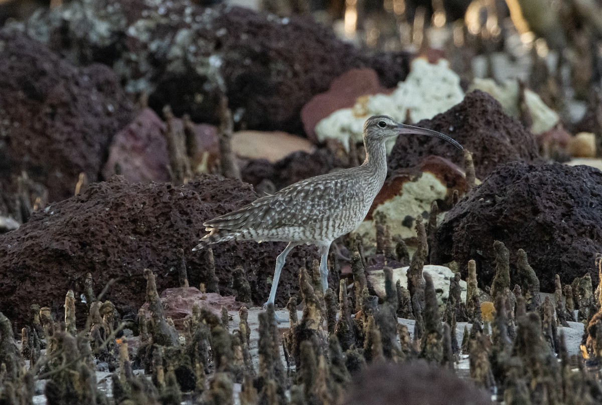 Whimbrel - Mitch Rose
