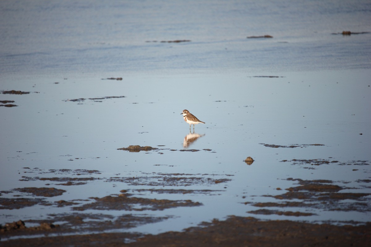 Double-banded Plover - ML617707019