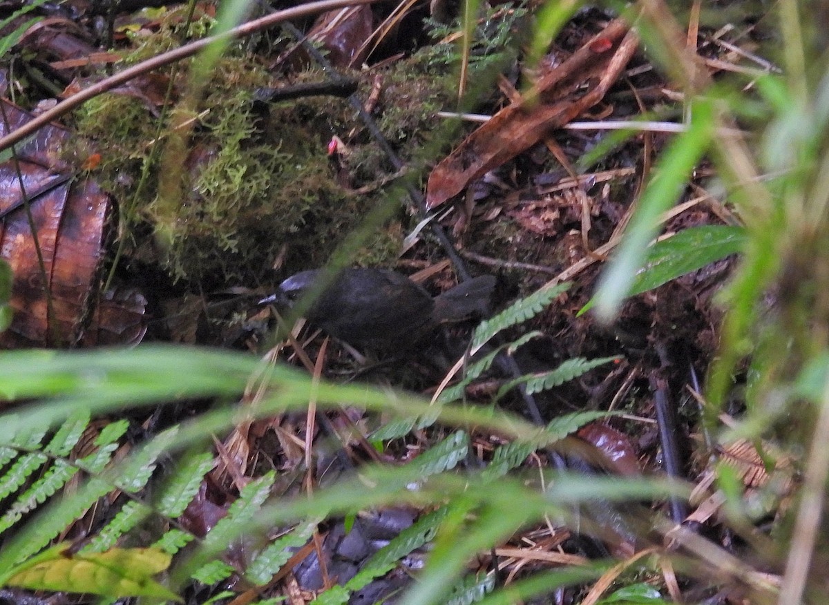 Silvery-fronted Tapaculo - ML617707029