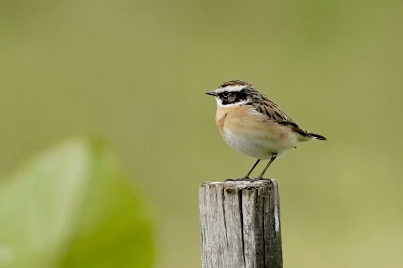 Whinchat - ML617707043
