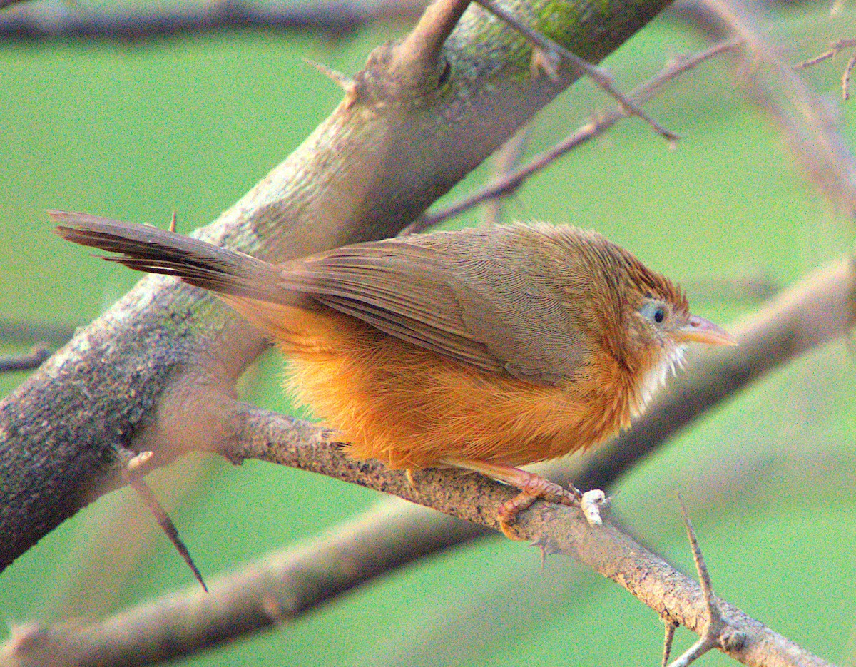 Tawny-bellied Babbler - Ayaan S