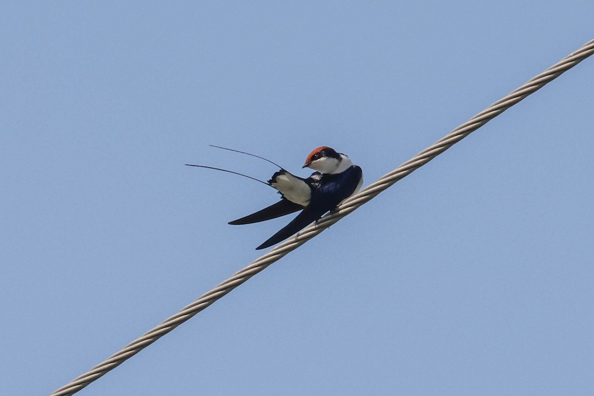 Wire-tailed Swallow - ML617707084