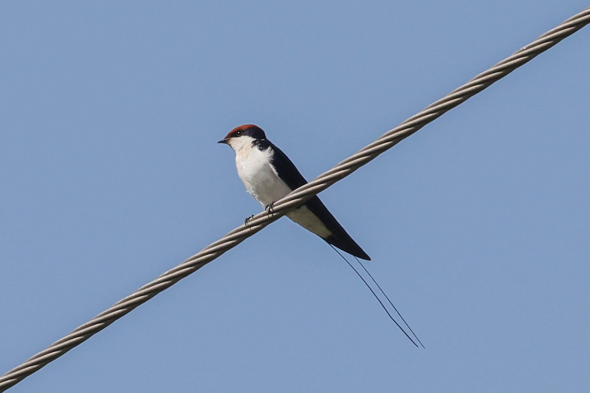 Wire-tailed Swallow - ML617707085