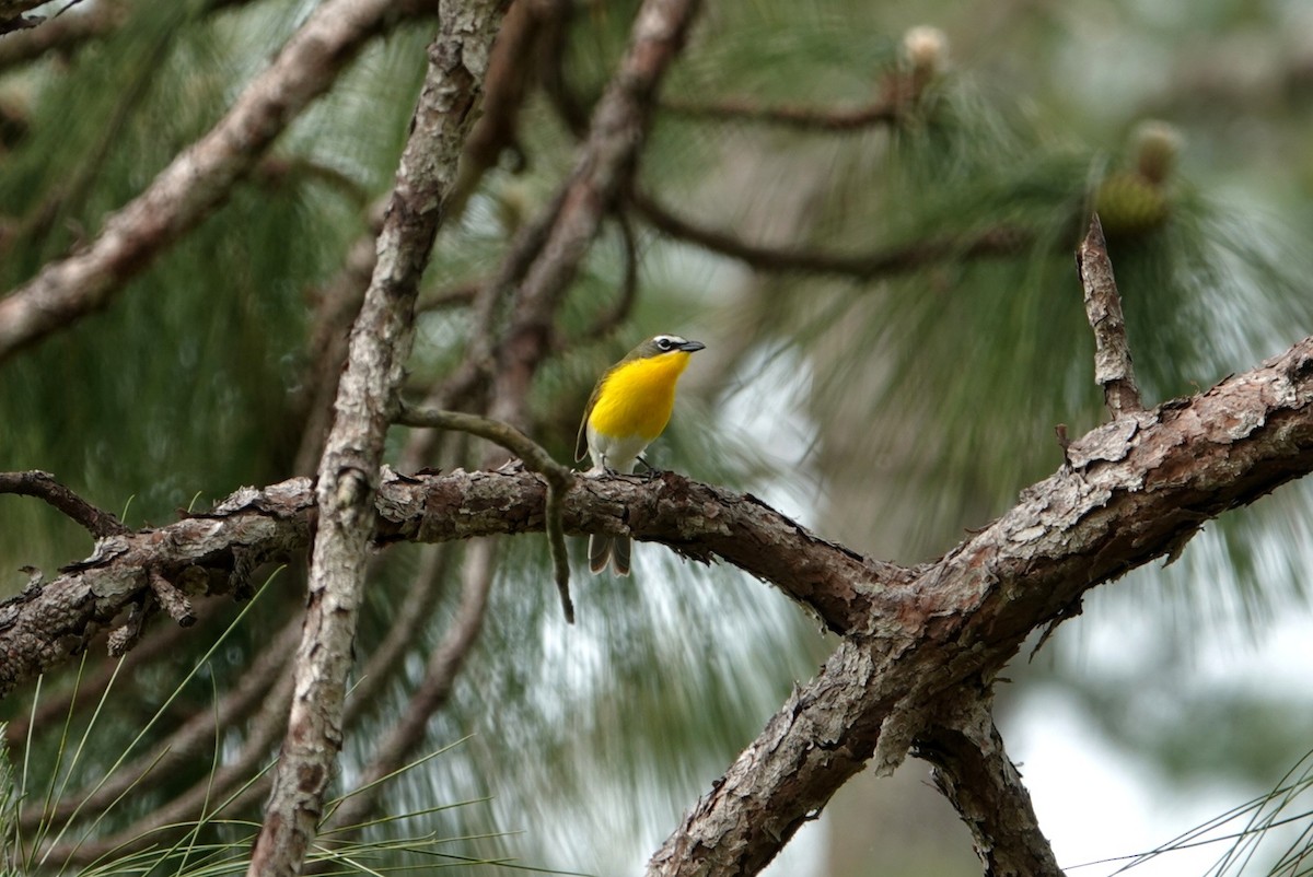 Yellow-breasted Chat - ML617707092