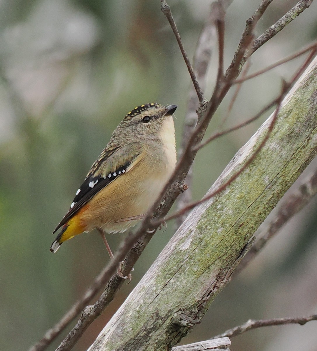 Spotted Pardalote - ML617707108