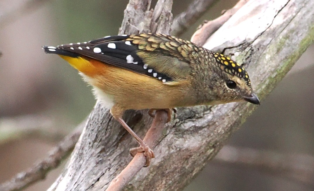 Spotted Pardalote - Judith Gillespie