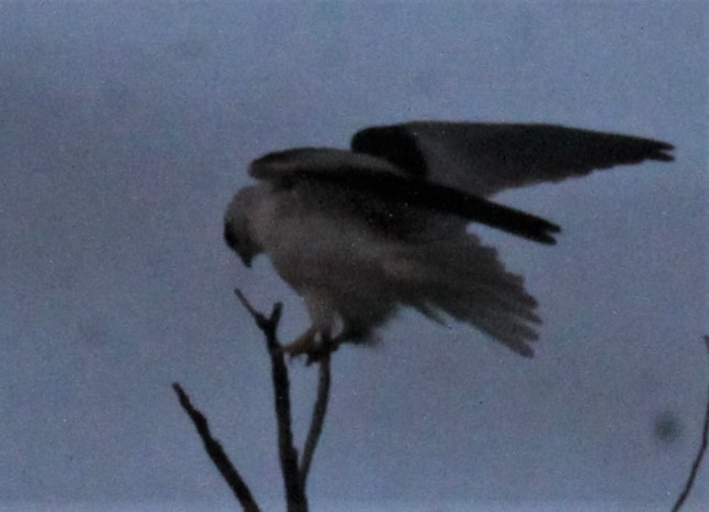 Black-shouldered Kite - ML617707136
