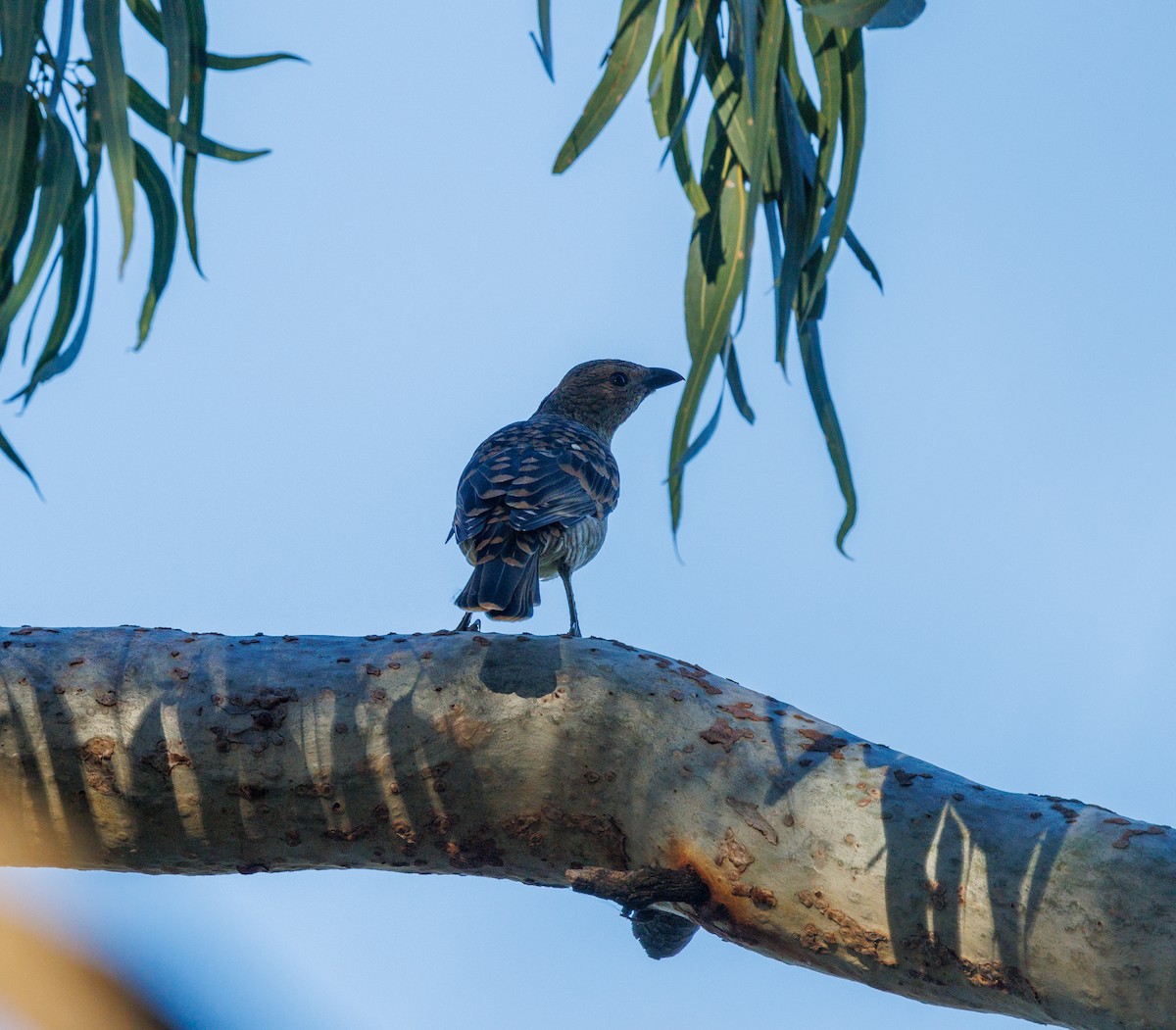 Spotted Bowerbird - Paul Rankin