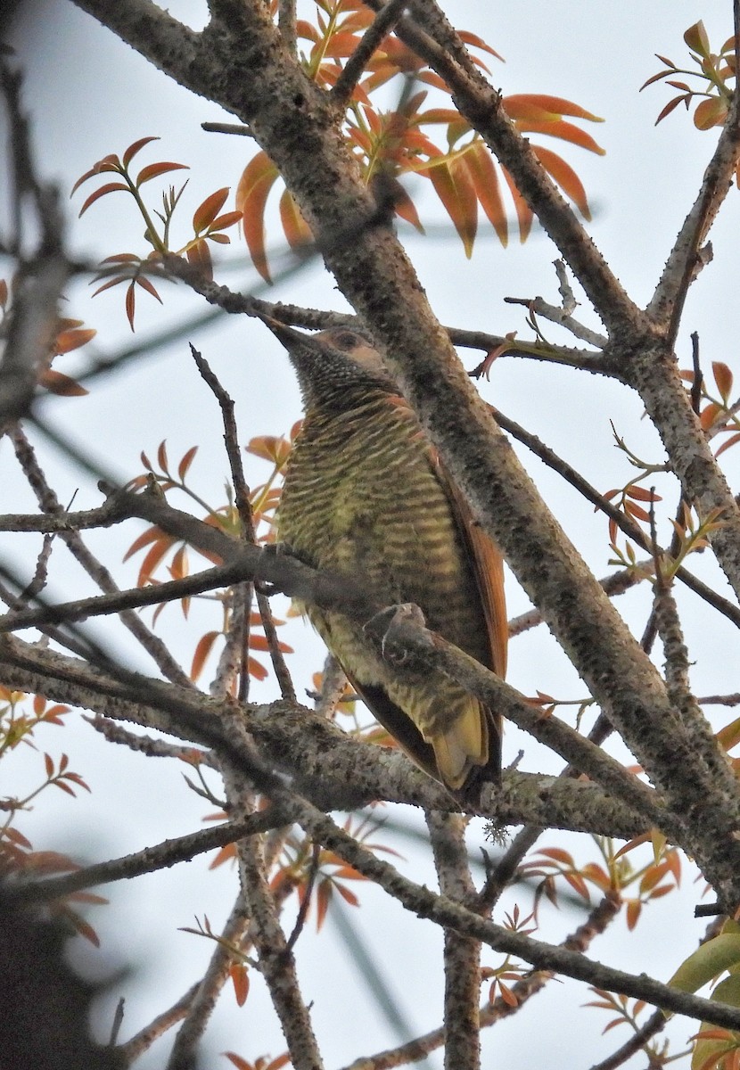 Golden-olive Woodpecker - ML617707194