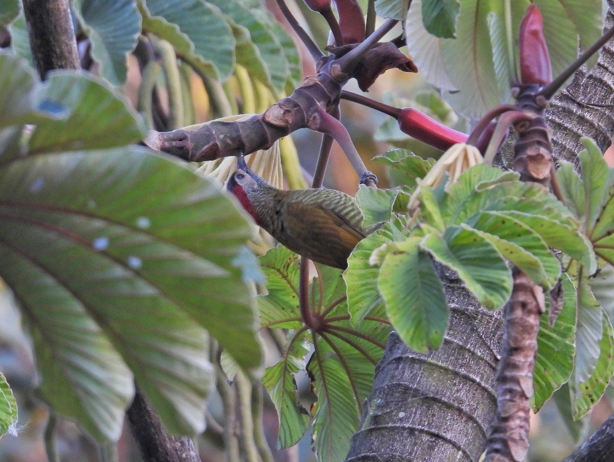 Golden-olive Woodpecker - ML617707195