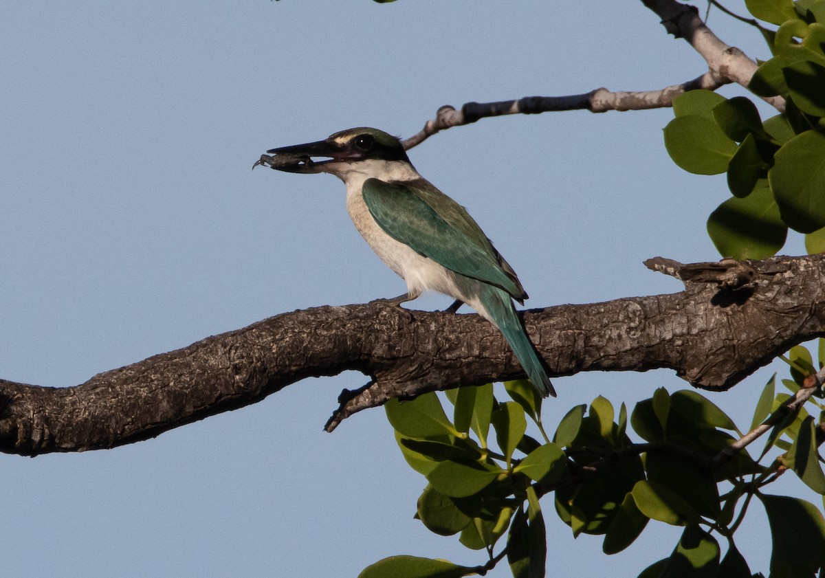 Torresian Kingfisher - ML617707544
