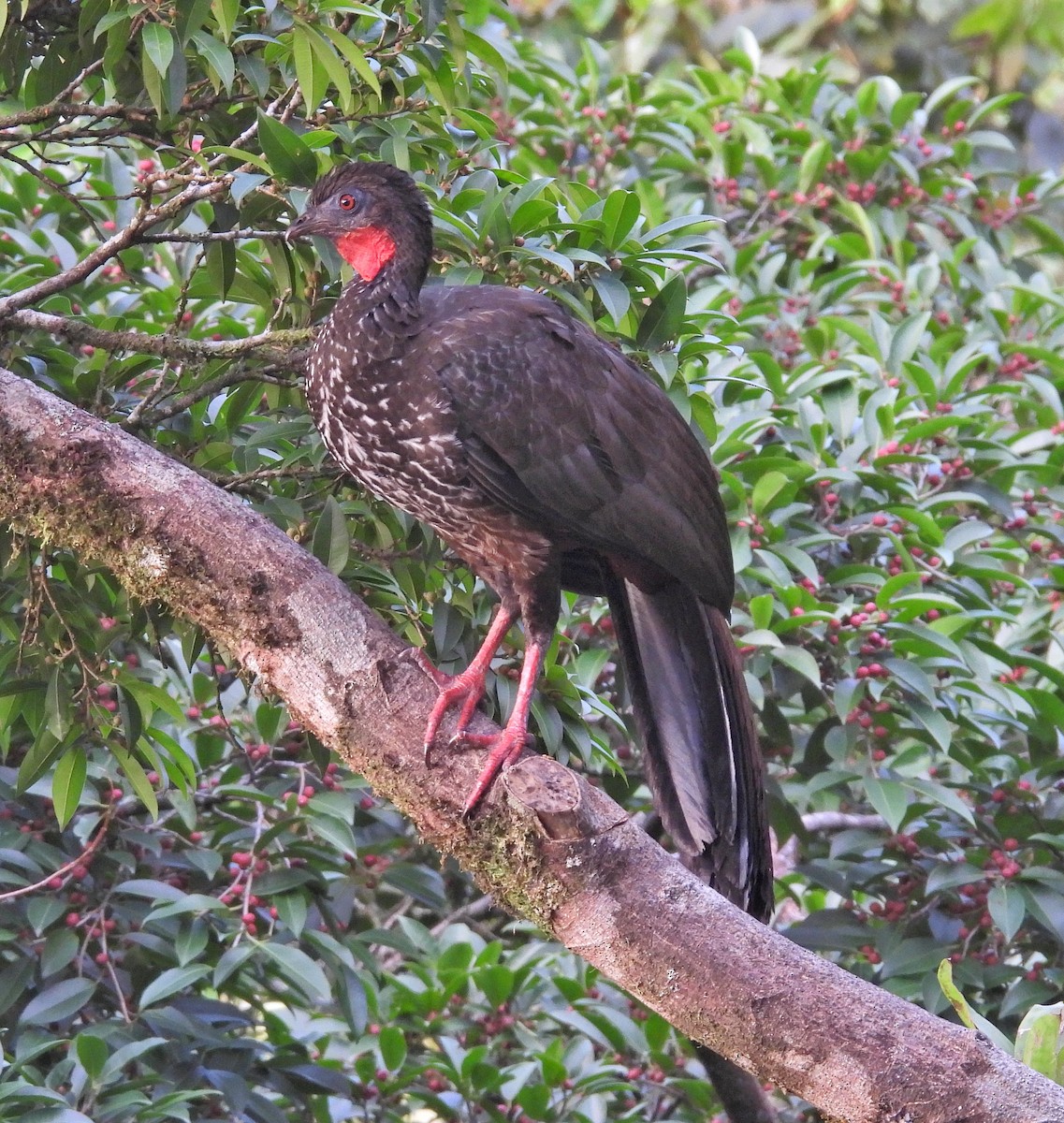 Crested Guan - ML617707562