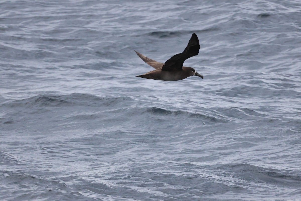 Albatros à pieds noirs - ML617707579