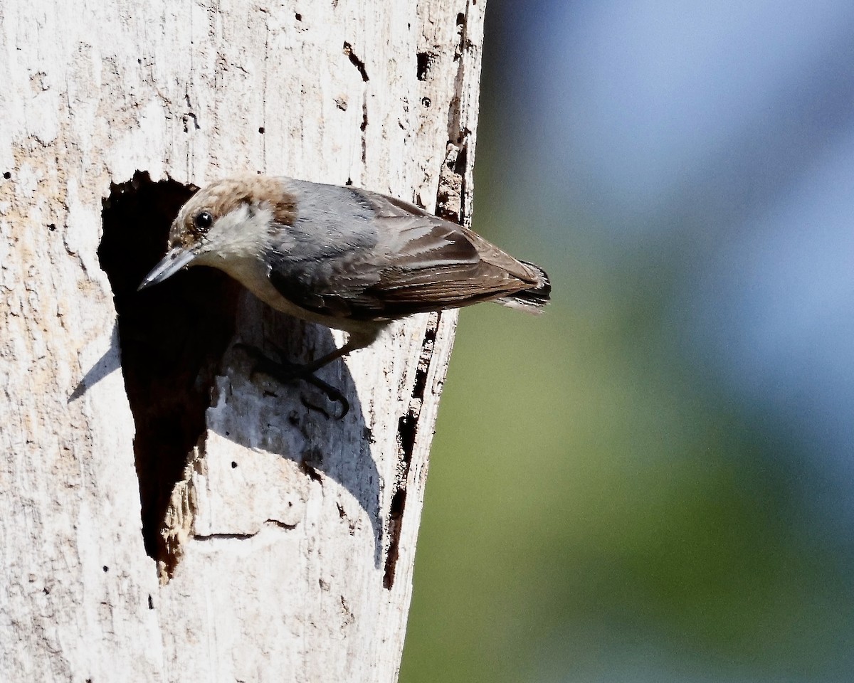 Brown-headed Nuthatch - ML617707582