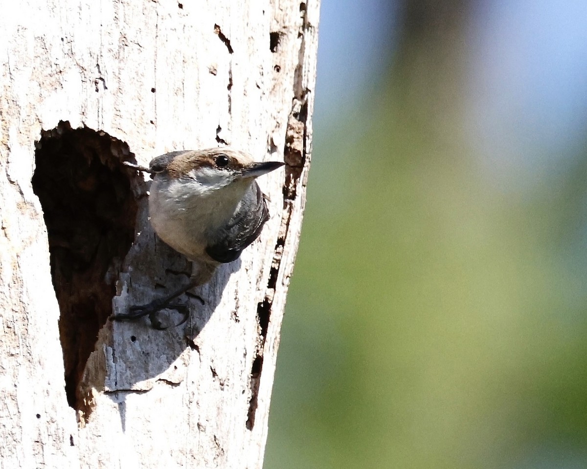 Brown-headed Nuthatch - ML617707583