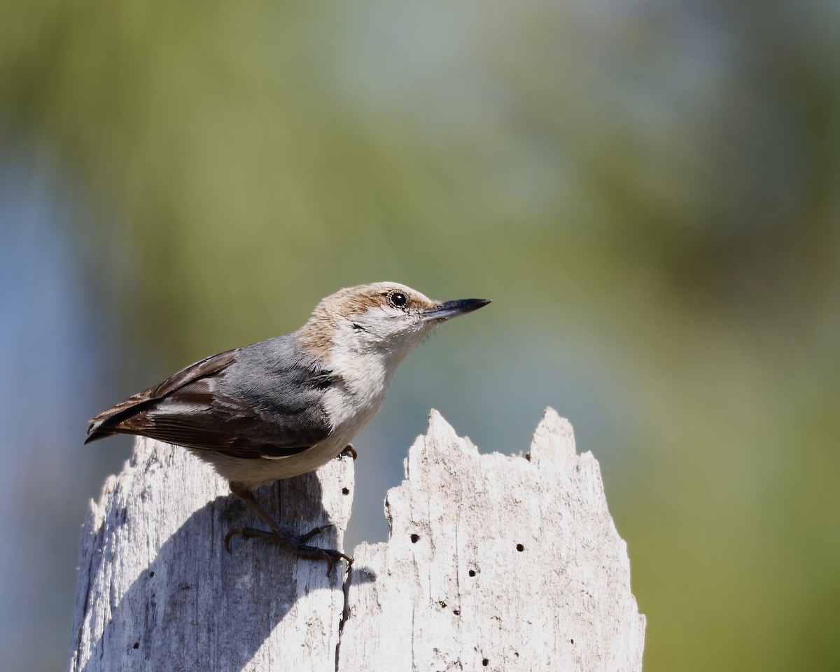 Brown-headed Nuthatch - ML617707584