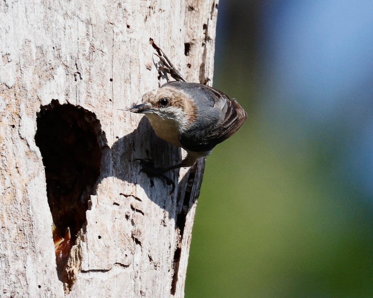 Brown-headed Nuthatch - ML617707585
