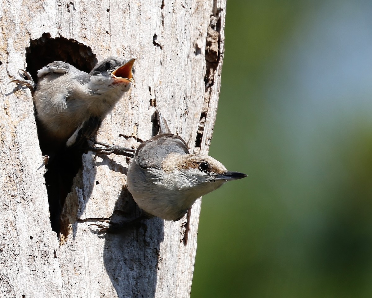 Brown-headed Nuthatch - ML617707600