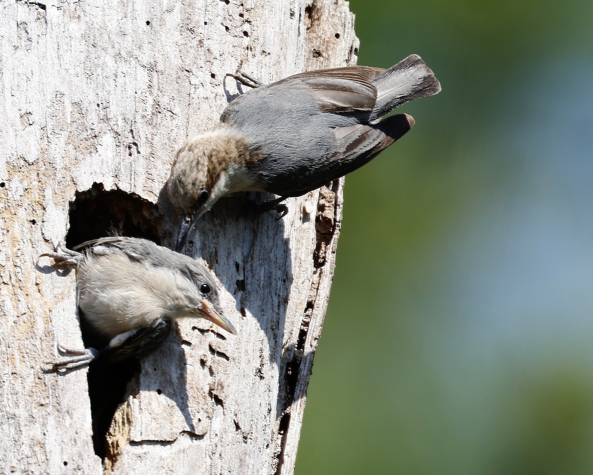 Brown-headed Nuthatch - ML617707601