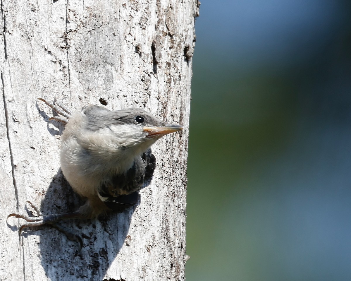 Brown-headed Nuthatch - ML617707615