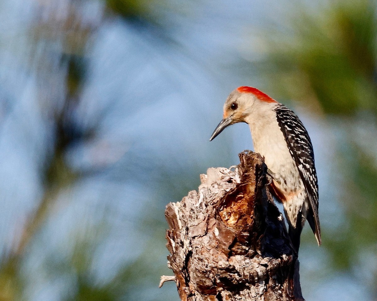 Red-bellied Woodpecker - ML617707638