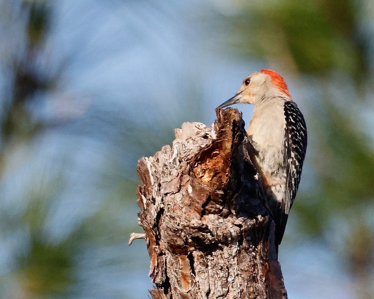 Red-bellied Woodpecker - Cate Hopkinson