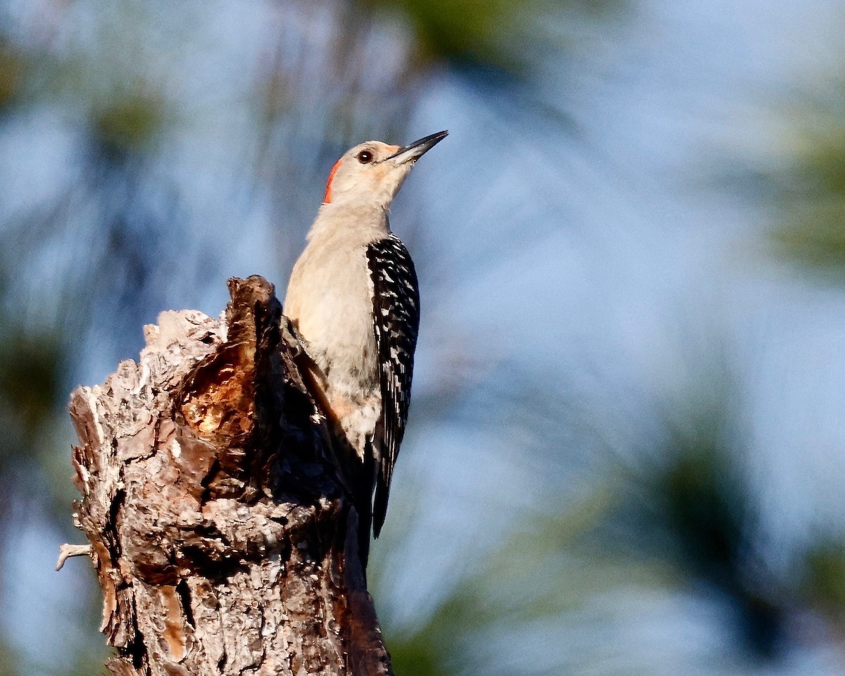 Red-bellied Woodpecker - ML617707640
