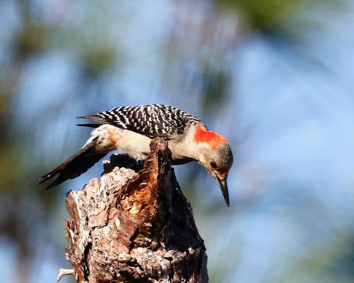 Red-bellied Woodpecker - ML617707641