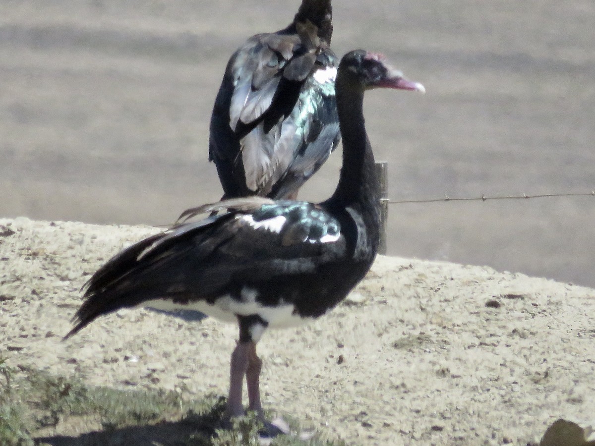 Spur-winged Goose (Southern) - ML617707723