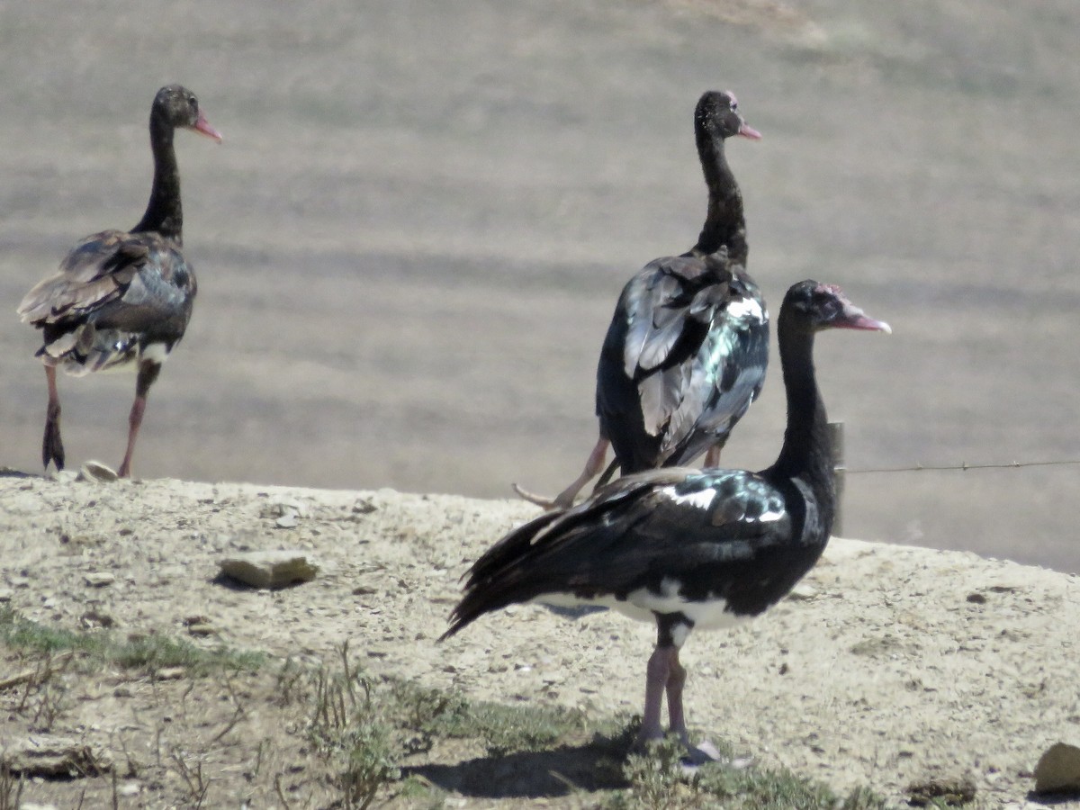 Spur-winged Goose (Southern) - ML617707724