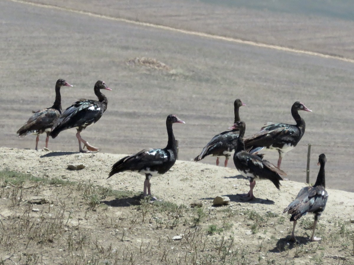 Spur-winged Goose (Southern) - ML617707727