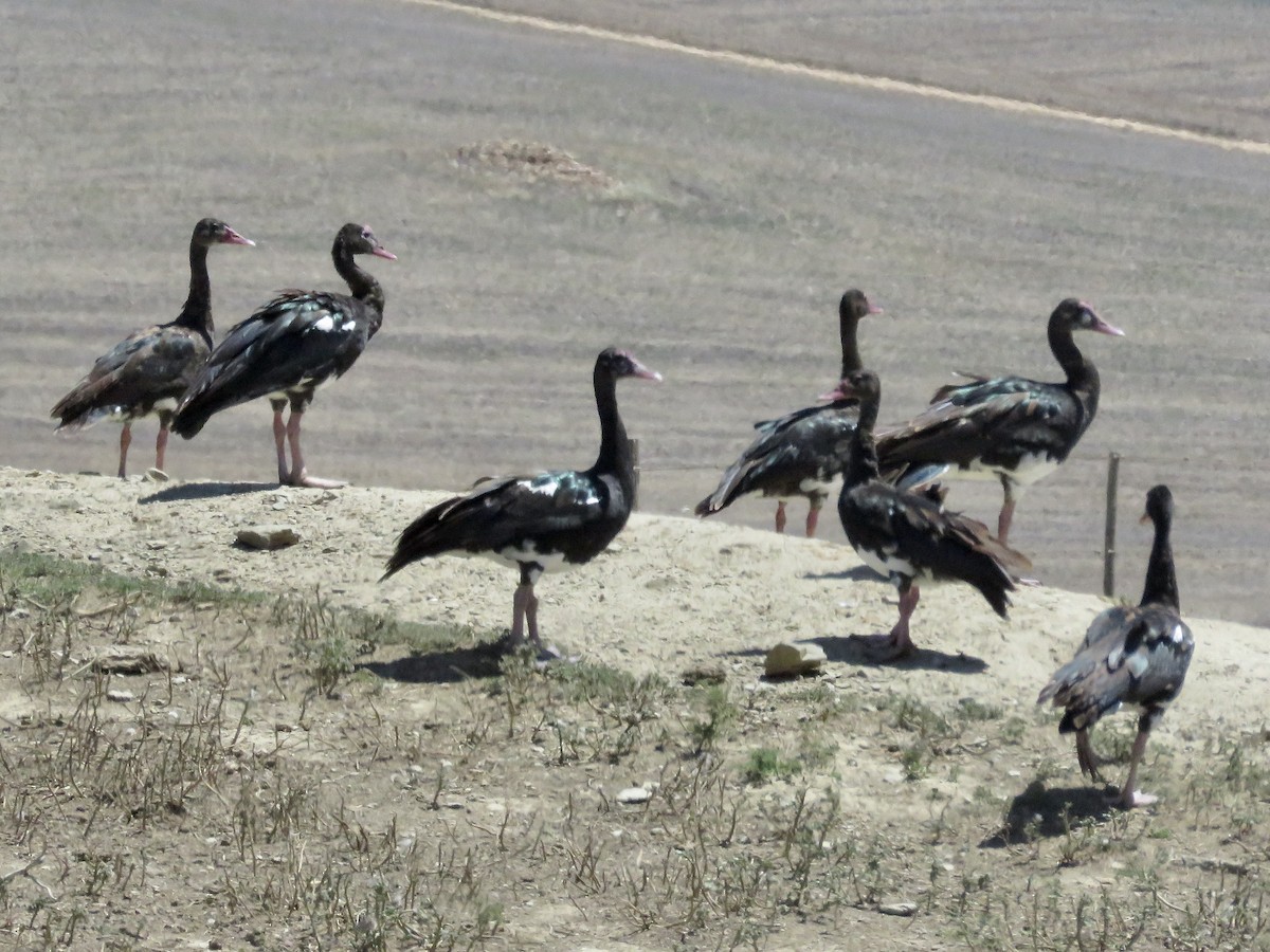 Spur-winged Goose (Southern) - ML617707728