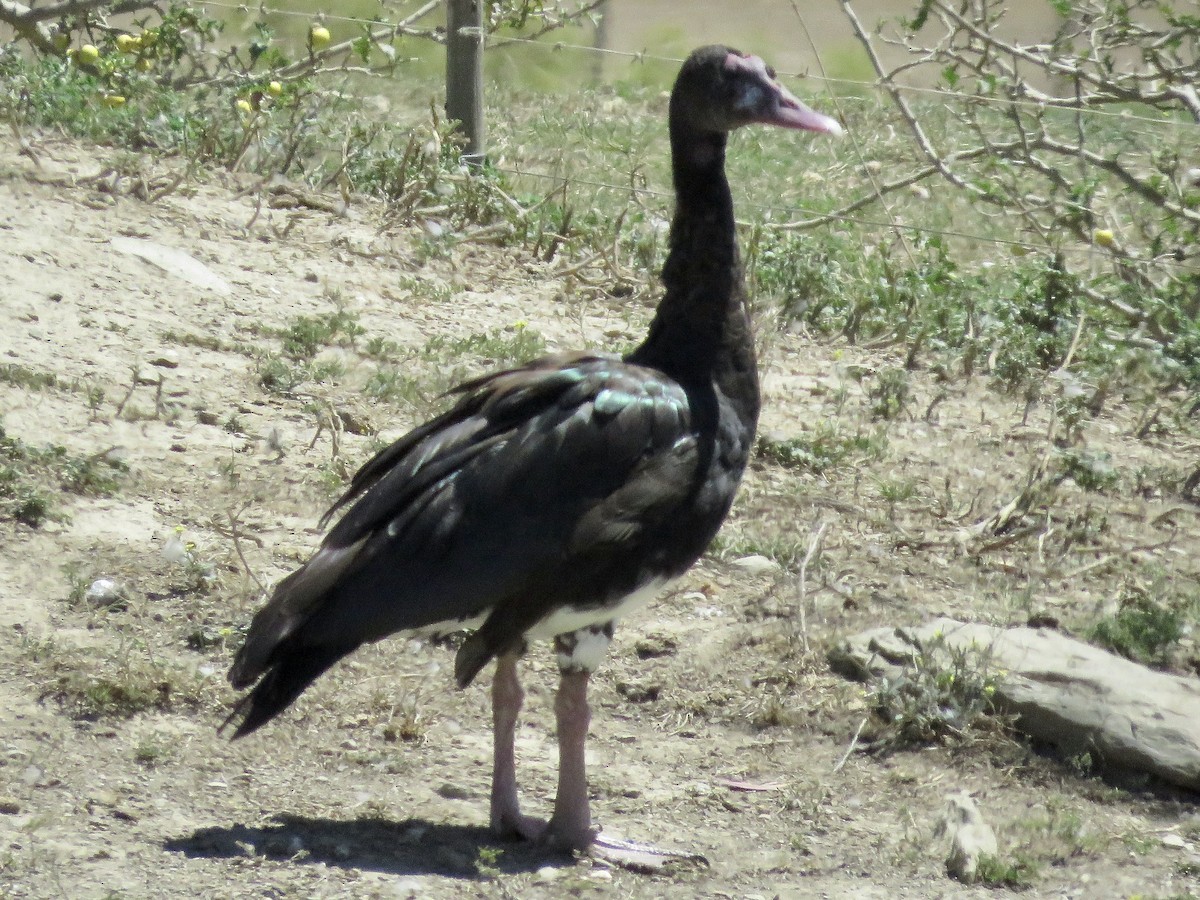 Spur-winged Goose (Southern) - ML617707733