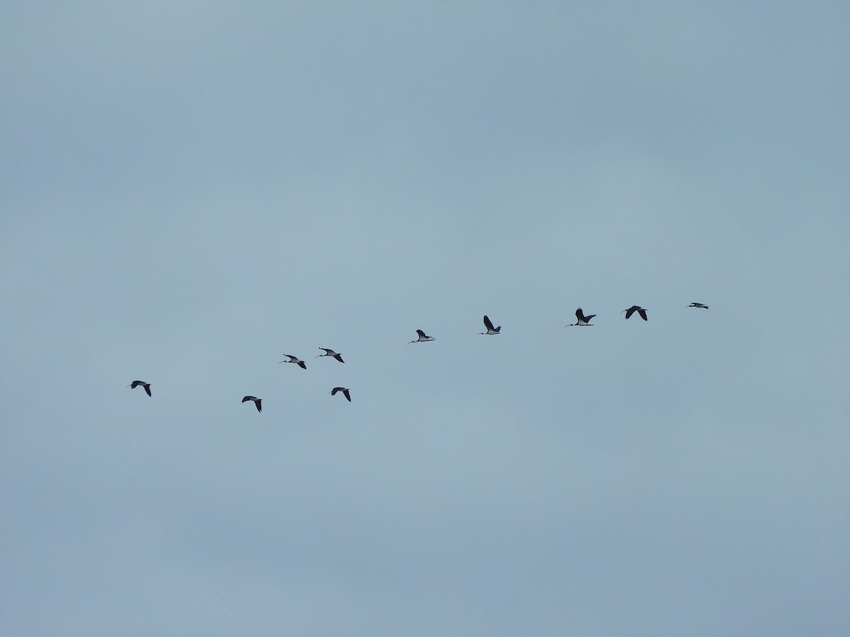 ibis slámokrký - ML617707744
