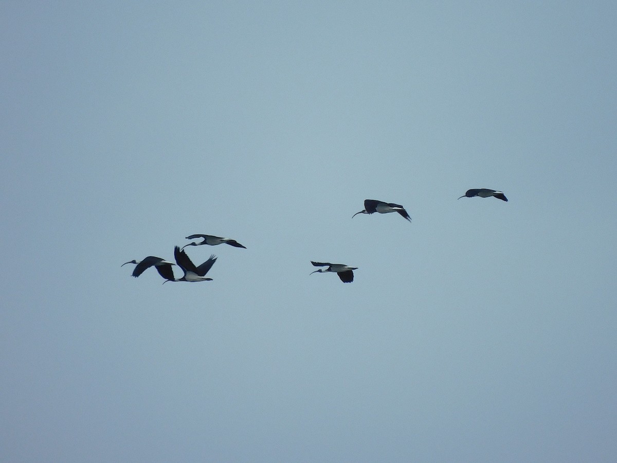 ibis slámokrký - ML617707745
