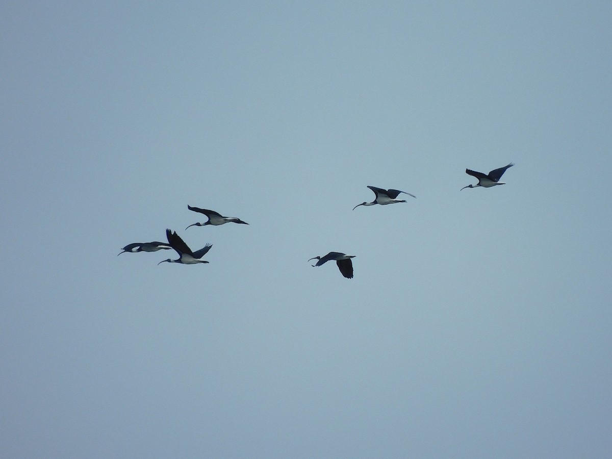 ibis slámokrký - ML617707746
