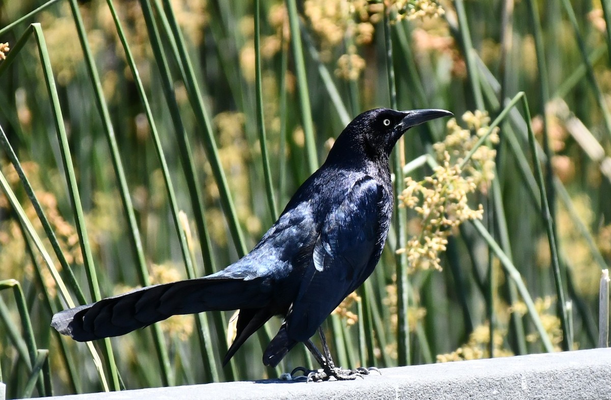 Great-tailed Grackle - ML617707796
