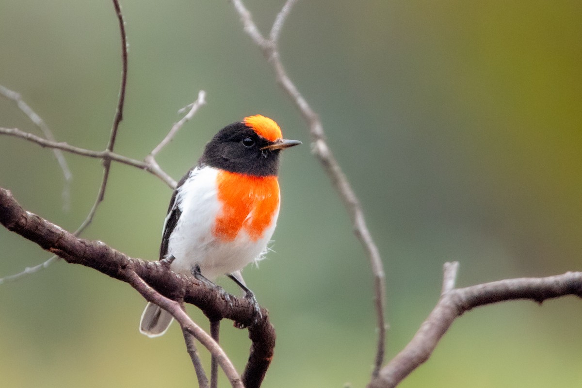 Red-capped Robin - ML617708216