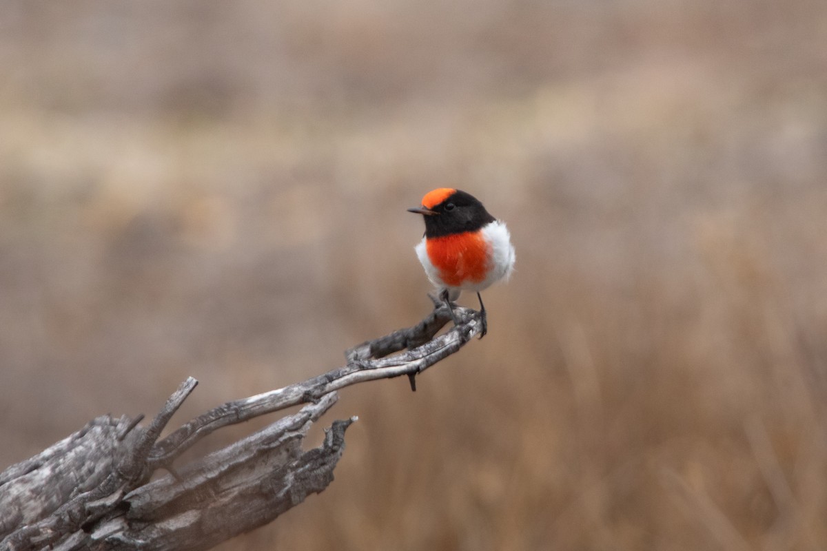 Red-capped Robin - ML617708217