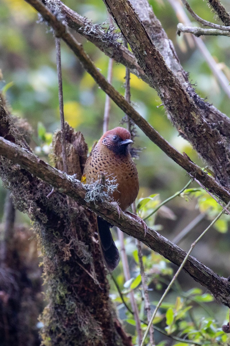 Chestnut-crowned Laughingthrush - ML617708230