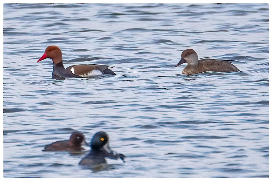 Red-crested Pochard - A W