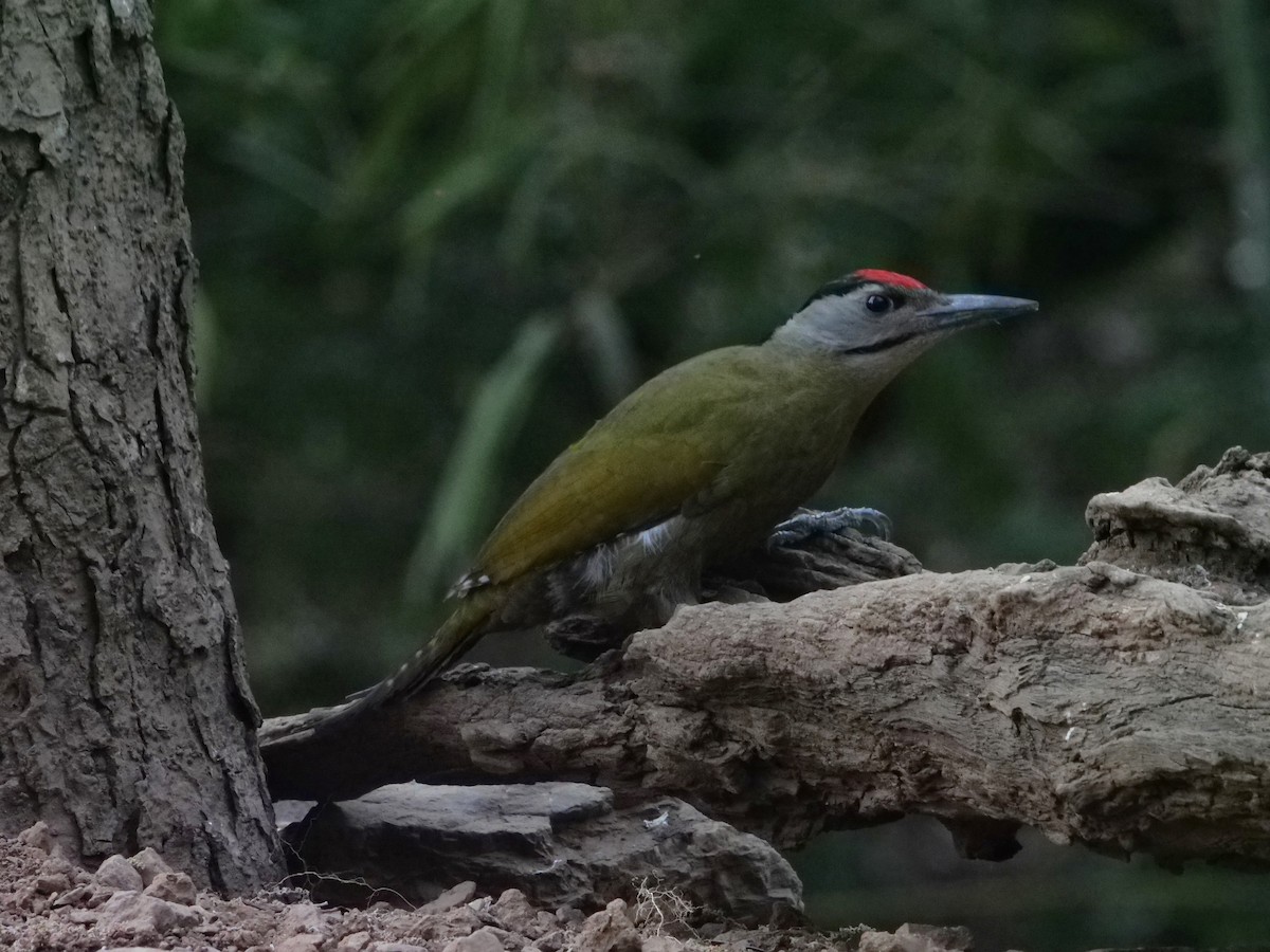 Gray-headed Woodpecker - ML617708308