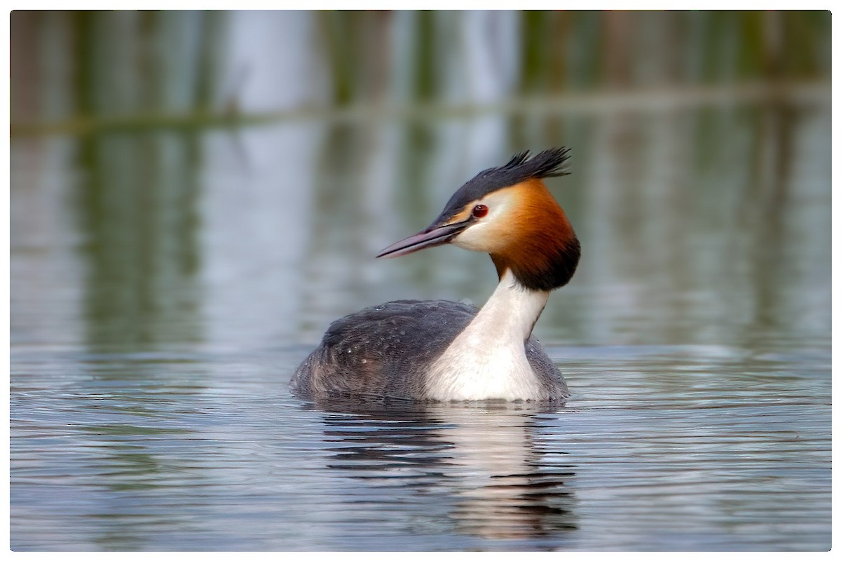 Great Crested Grebe - A W