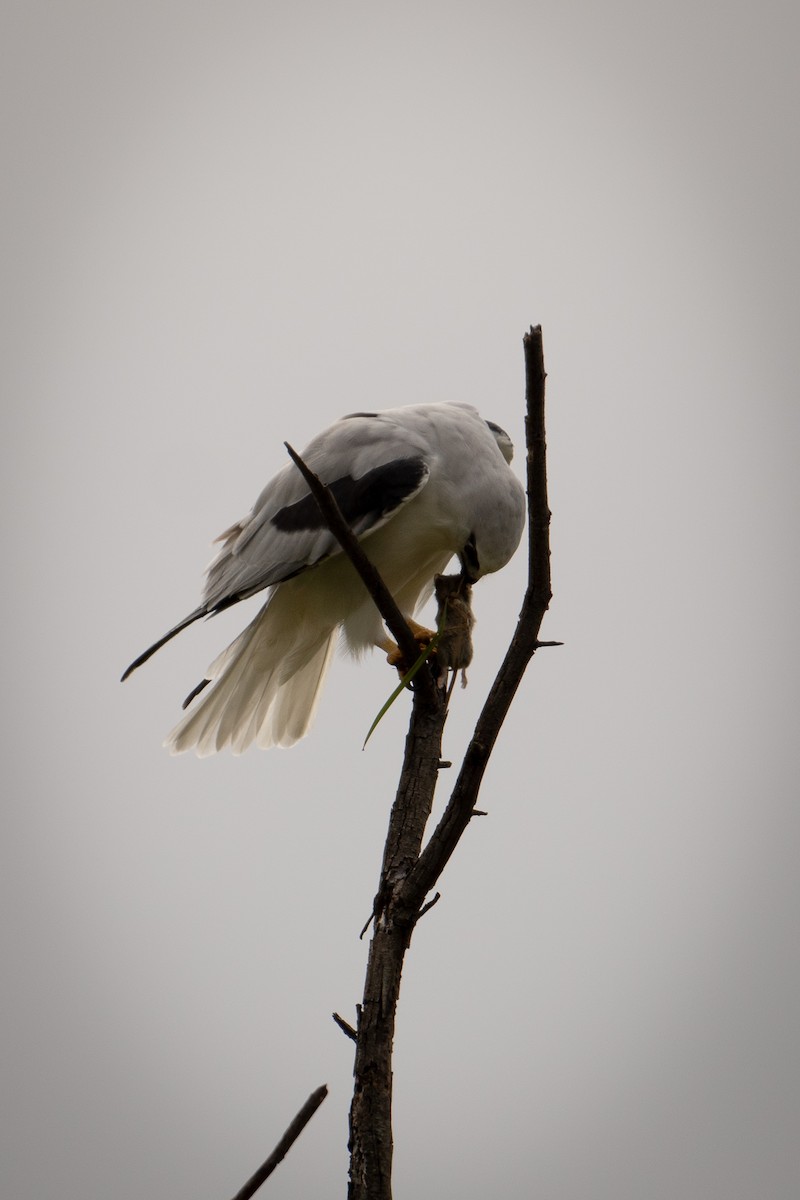 Black-shouldered Kite - Merri Bird Nerd