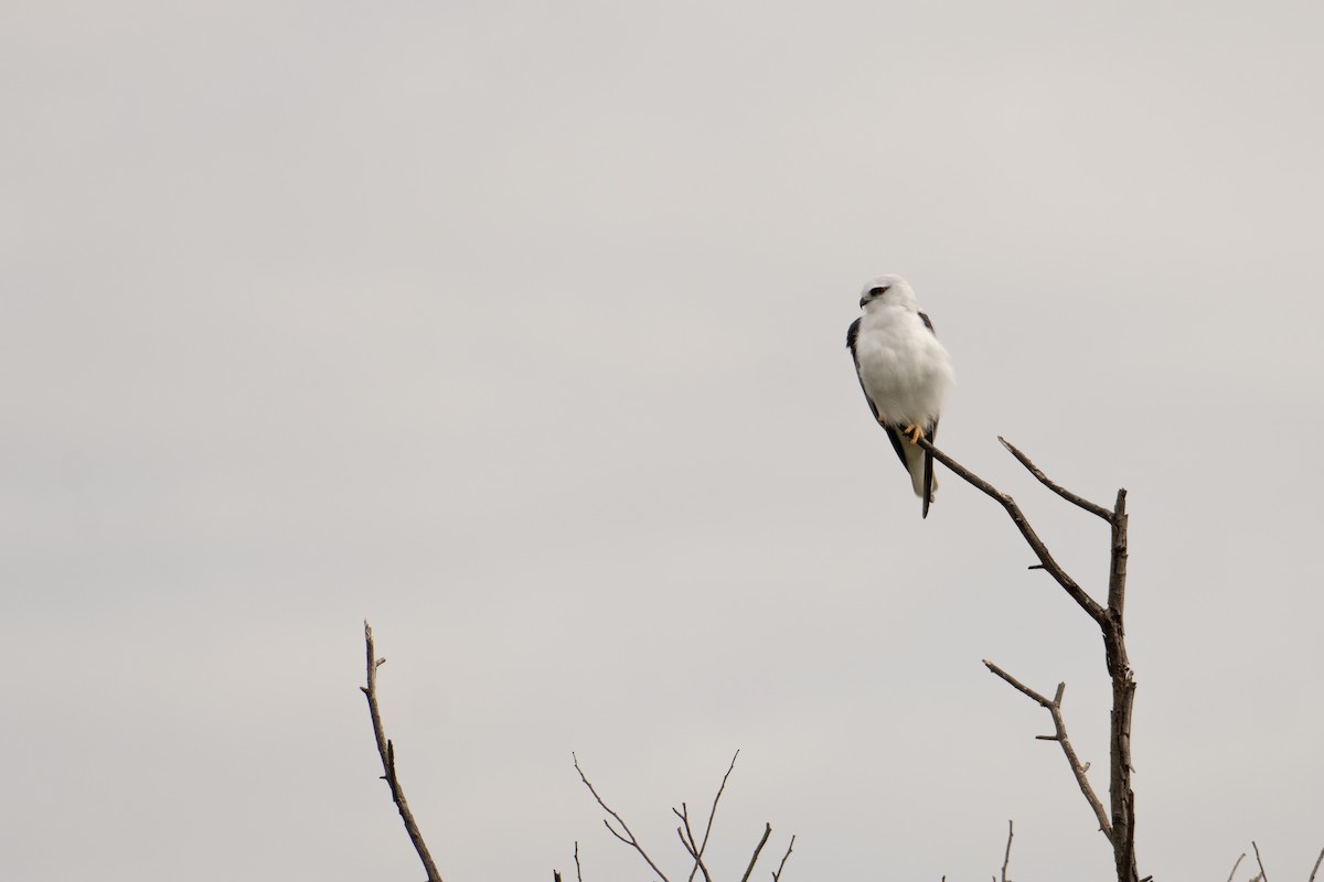 Black-shouldered Kite - Merri Bird Nerd