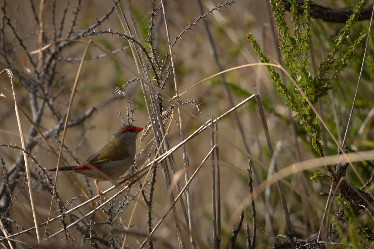 Red-browed Firetail - ML617708395