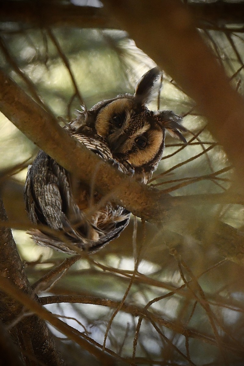 Long-eared Owl - ML617708447